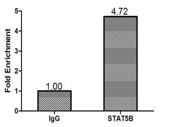 Polyclonal Rabbit anti-Human STAT5B Antibody (aa40-280, IHC, WB)