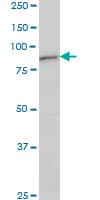 DAZ1 / DAZ Antibody (clone 3A4)