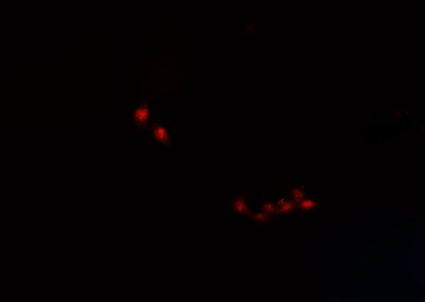 SIX6 Antibody