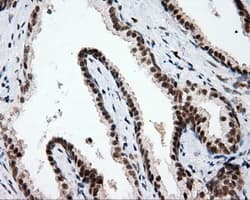 PTPRE / PTP Epsilon Antibody (clone OTI3H8)