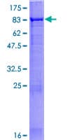 Human APPBP2 Protein (Recombinant GST)