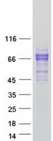 Human LCTL Protein (Recombinant Myc-DDK (Flag))