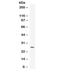 CXCL4 / PF4 Antibody