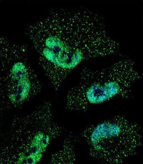 Monoclonal Mouse anti-Human ELAVL1 / HUR Antibody (IF, WB)