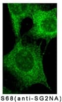 Monoclonal Mouse anti-Human STRN3 Antibody (clone S68, Internal, IF, WB)