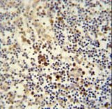 LY6G6C Antibody (aa62-90)