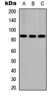 FASTKD5 Antibody (Internal)