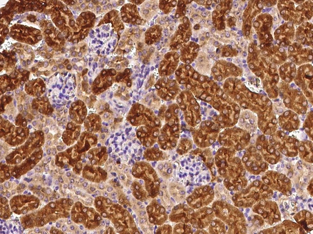 RAB1A Antibody (Preservative Free)