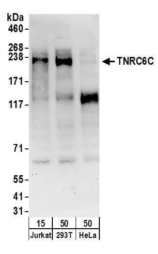USP7 / HAUSP Antibody (aa1-50)