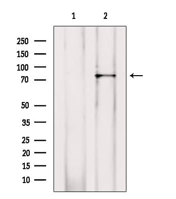 RIP1 / RALBP1 Antibody