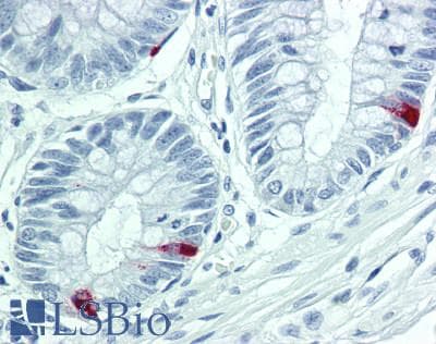 IHC-plus™ Peptide YY / PYY Antibody (clone 4)