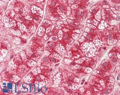 IHC-plus™ NEU1 / NEU Antibody