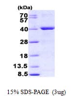 E. coli mutY Protein (Recombinant His)