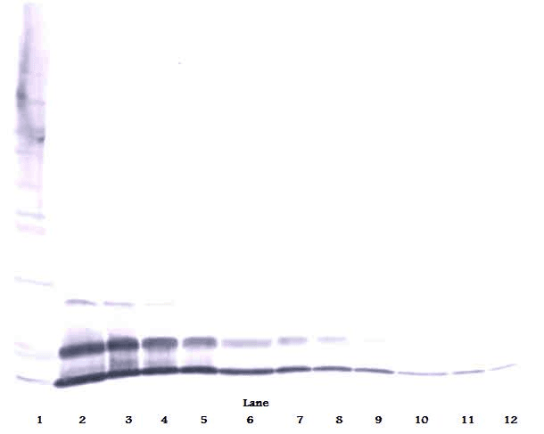MIP2 / GRO2 / CXCL2 Antibody
