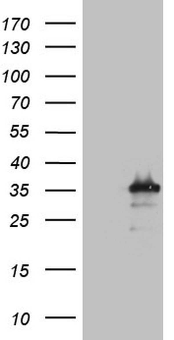 GAX / MEOX2 Antibody (clone OTI4F6, Carrier-free)