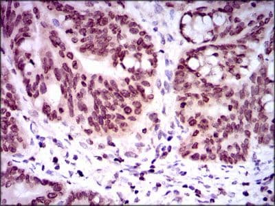 NR6A1 / GCNF Antibody (Amino Acid: 65-118, clone 4G8)