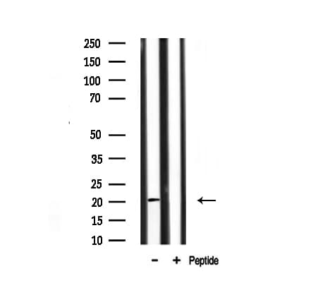 PRAF2 Antibody