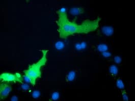 MICAL1 / MICAL Antibody (clone OTI4B1, Carrier-free)