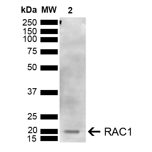 RAC1 Antibody (PerCP)