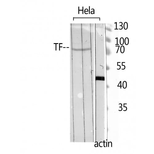 Polyclonal Rabbit anti-Human TF / Transferrin Antibody (611-660 aa, C-terminal, WB)
