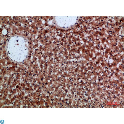 CDNF / ARMETL1 Antibody