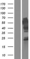 Human FAM63A Protein (Over-Expression Lysate Myc-DDK (Flag))