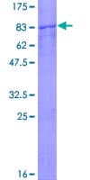 Human CCT7 Protein (Recombinant GST)