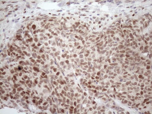TCEAL1 Antibody (clone OTI2G10, Carrier-free)
