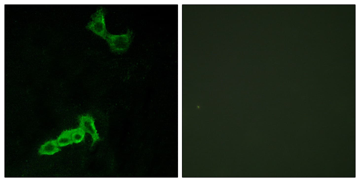 IHC-plus™ GPR137C / TM7SF1L2 Antibody (aa256-305)