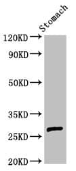 Polyclonal Rabbit anti-Human AKT1S1 / PRAS40 Antibody (IHC, WB)