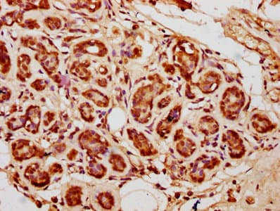 HIST1H3A Antibody