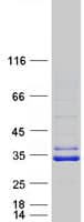 Human SIRT5 / Sirtuin 5 Protein (Recombinant Myc-DDK (Flag))