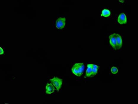 CEP70 Antibody