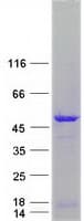 Human NEIL1 Protein (Recombinant Myc-DDK (Flag))