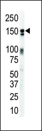 ERBB3 / HER3 Antibody (aa24-55)