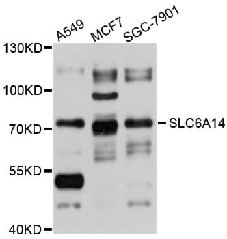 SLC6A14 Antibody