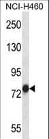 TRAP1 / HSP75 Antibody (aa542-570)