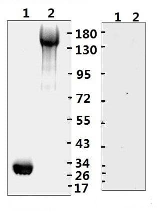Recombinant Monoclonal Human anti-Coronavirus SARS-CoV-2 Spike Glycoprotein Antibody (Azide-free, ECD/RBD, WB)