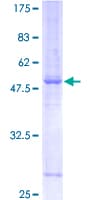 Human SYNGR2 / Synaptogyrin 2 Protein (Recombinant GST)