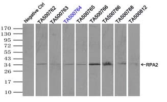 RPA2 / RFA2 / RPA34 Antibody (clone OTI3A12, Carrier-free)