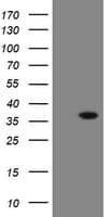 SNAI2 / SLUG Antibody (clone OTI2H3, Carrier-free)