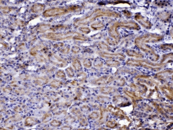 CCN3 / NOV Antibody
