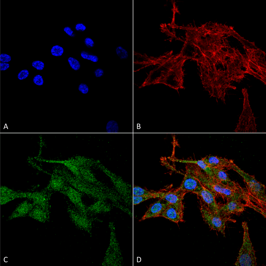 RIPK3 / RIP3 Antibody (Biotin)