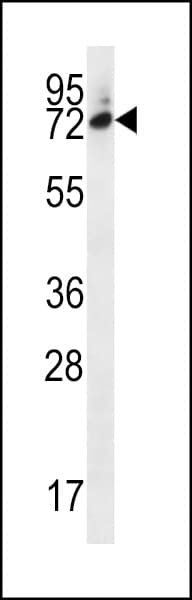 SIX5 Antibody (aa257-286)