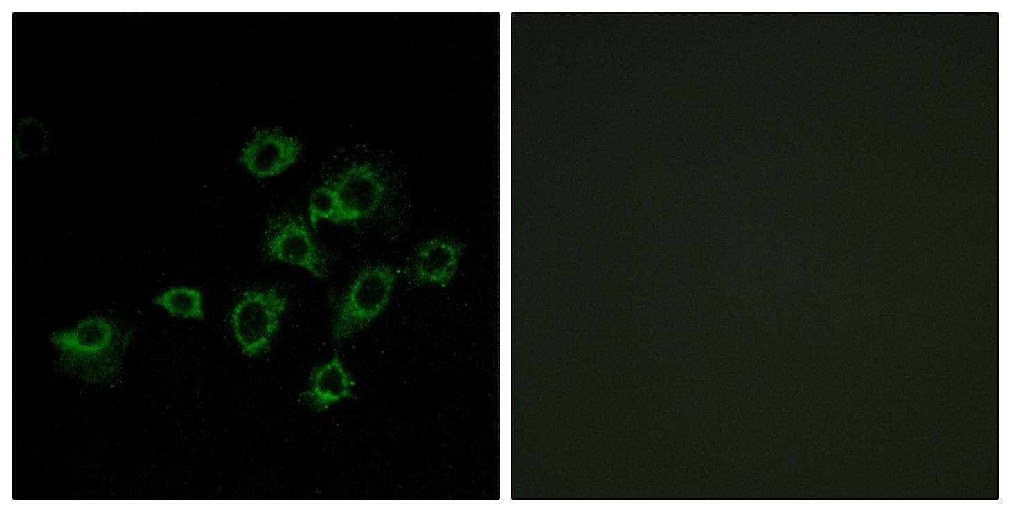 LILRA1 / LIR6 Antibody