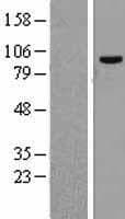 CPSF2 Protein (Over-Expression Lysate Myc-DDK (Flag))