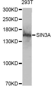 SIN3A Antibody (aa1-120)