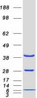 Human DNAJB1 / Hsp40 Protein (Recombinant Myc-DDK (Flag))