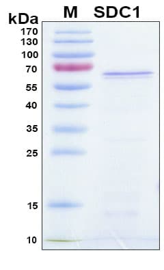 Human SDC1 / Syndecan 1 / CD138 Protein (Recombinant TRX-6His, N-terminus)