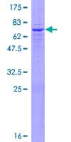 Human GBGT1 Protein (Recombinant GST)